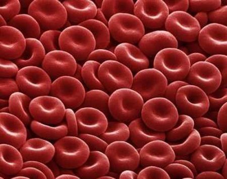 Эритроциты лошади