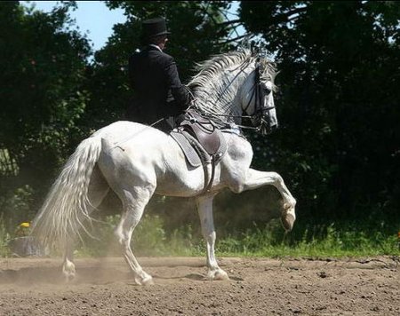 Фото лошади липицианской породы серой масти