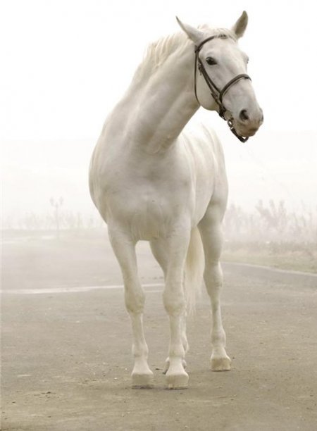 Липпицанская порода лошадей: фото, описание, история породы