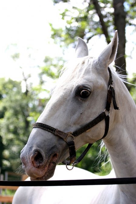Фото лошади липицианской породы серой масти