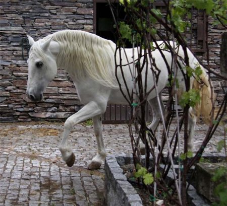 Фото лошади липицианской породы серой масти