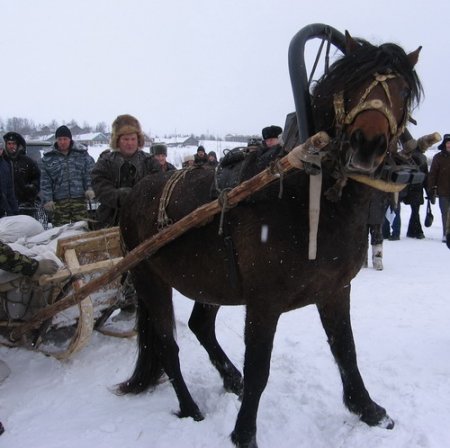Фото лошади мезенской породы караковой масти