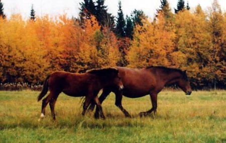 Фото кобылы с жеребенком мезенской породы