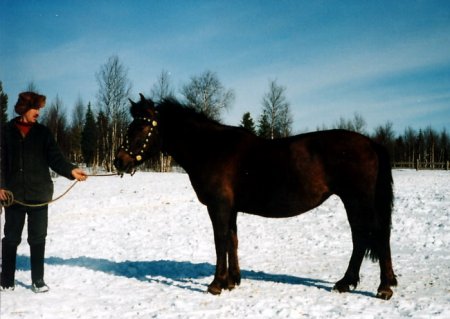 Мезенская порода лошадей: фото, описание, история породы