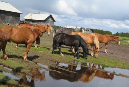 Фото лошадей мезенской породы