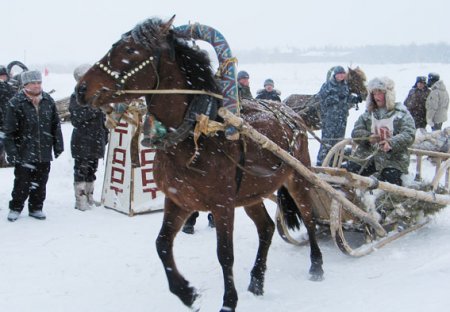 Фото лошади мезенской породы гнедой масти
