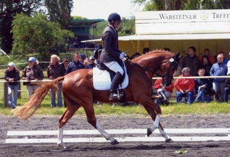 Фото лошади баварской теплокровной породы рыжей масти