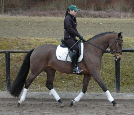 Фото лошади баварской теплокровной породы гнедой масти