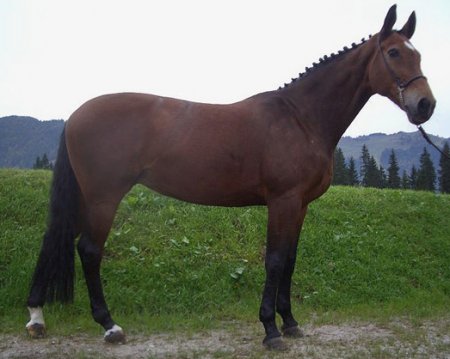 Баварская теплокровная (верховая) порода лошадей: фото, описание, история породы