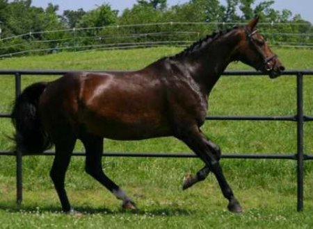 Фото лошади баварской теплокровной породы гнедой масти