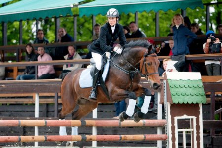 Фото лошади баварской теплокровной породы гнедой масти