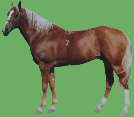 Локайская порода лошадей: фото, описание, история породы.