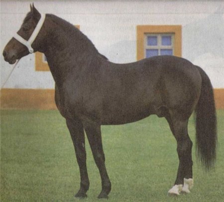 Фото лошади породы Альтер-реал гнедой масти