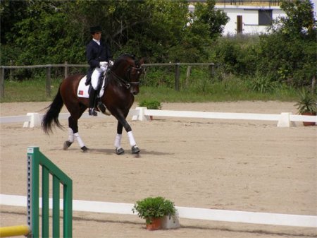 Фото лошади породы Альтер-реал гнедой масти