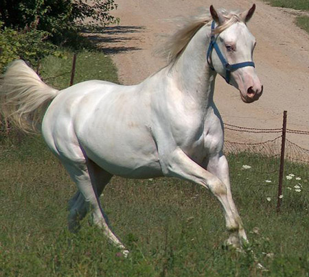 Лошади породы американский альбинос (альбино): фото, описание, история породы