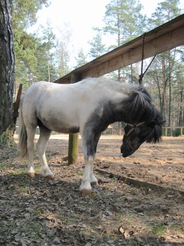 Серо-пегая масть лошадей: фото, описание