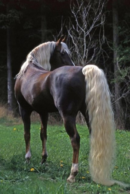 Игреневая масть лошадей: фото, описание