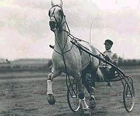 Крепыш - лошадь столетия