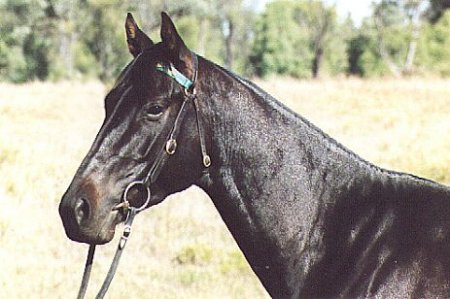 Фото лошади австралийской пастушьей породы караковой масти