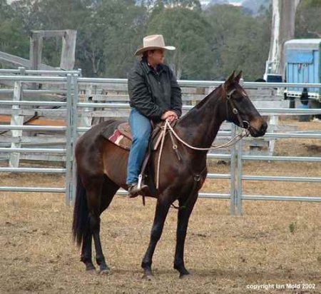 Фото лошади австралийской пастушьей породы темно-гнедой масти