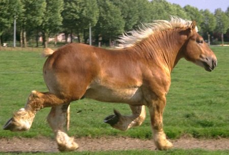 Лошади породы ауксуа: фото, описание, история породы