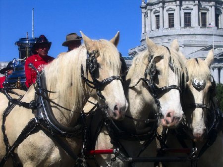 Фото лошадей американской кремовой породы золотой масти