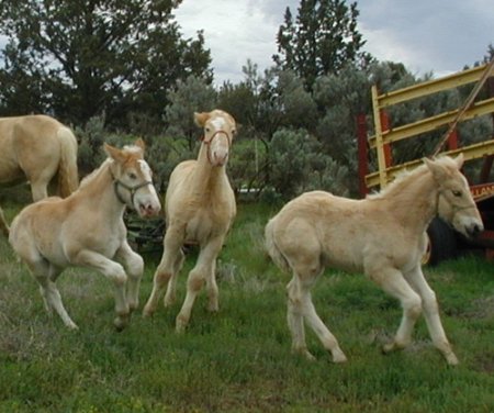 Фото жеребят американской кремовой породы золотой масти