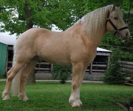 Американская кремовая (упряжная) порода лошадей: Фото, описание, история породы