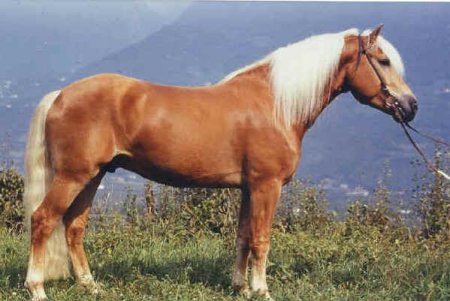 Авелинская порода лошадей (пони): фото, описание, история происхождения
