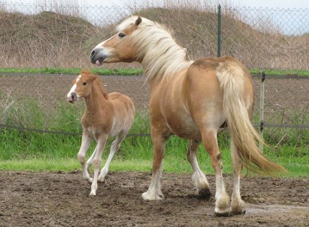 Фото кобылы с жеребенком авелинской породы соловой масти