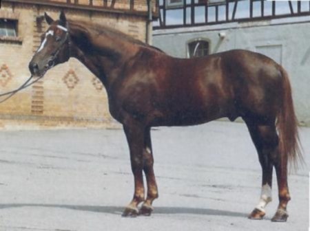 Вюртеммбург (вюртеммбургская теплокровная порода лошадей): фото, описание, история происхождения