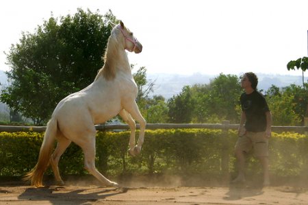 Фото лошади породы американский альбинос