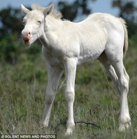Фото жеребенка породы американский альбинос