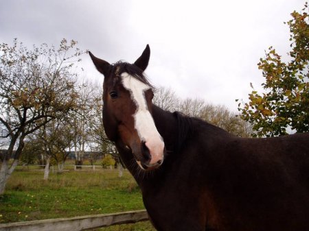 Фото лошади великопольской породы гнедой масти