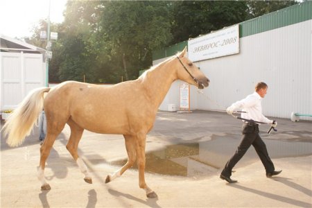 Фото лошади великопольской породы соловой масти