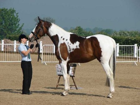 Фото лошади великопольской породы гнедо-пегой масти
