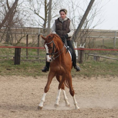 Фото лошади великопольской породы рыжей масти