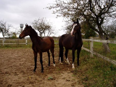 Фото лошадей великопольской породы гнедой масти