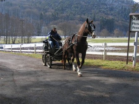 Фото лошади великопольской породы рыжей масти