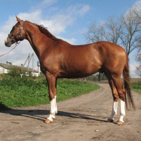 Фото лошади великопольской породы рыжей масти
