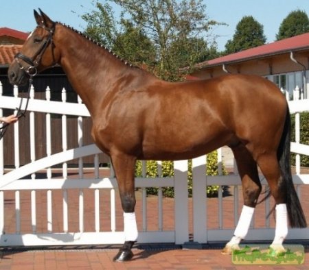 Фото лошади великопольской породы гнедой масти