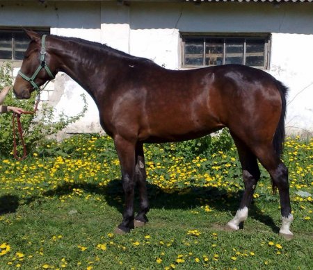 Фото лошади великопольской породы гнедой масти