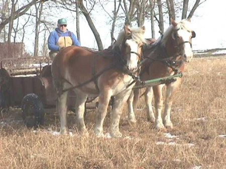Фото лошадей брабансонской породы игреневой масти