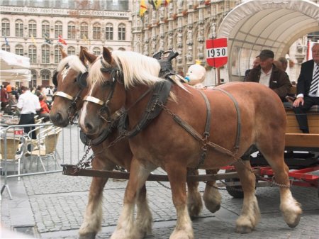 Фото лошадей брабансонской породы игреневой масти