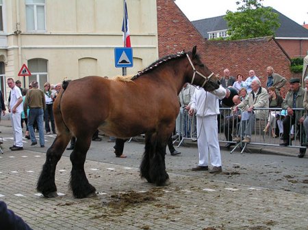 Фото лошади брабансонской породы гнедой масти