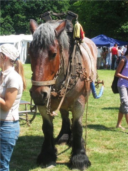 Брабансон (бельгийская тяжеловозная порода лошадей): фото, описание, история происхождения