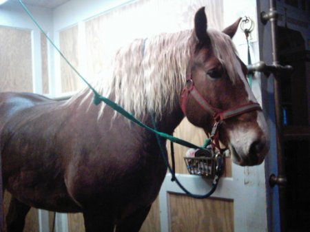 Фото лошади брабансонской породы игреневой масти