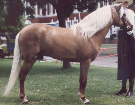 Австралийский пони: фото, описание, история породы