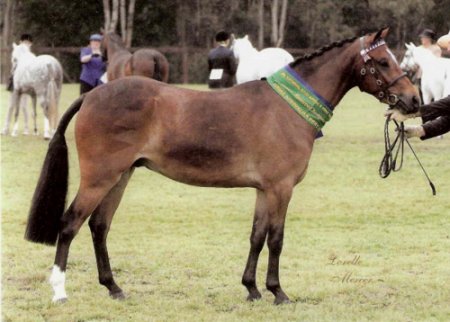 Фото австралийского пони гнедой масти