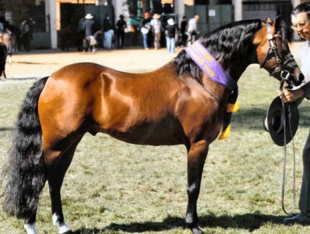 Фото австралийского пони гнедой масти